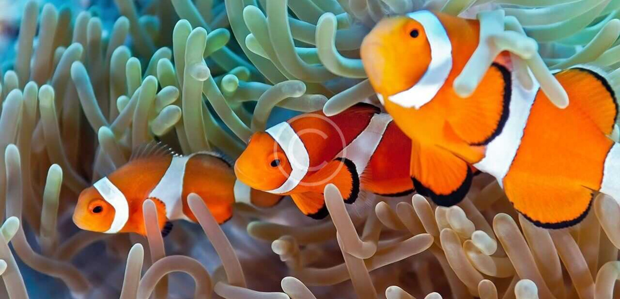 Fische